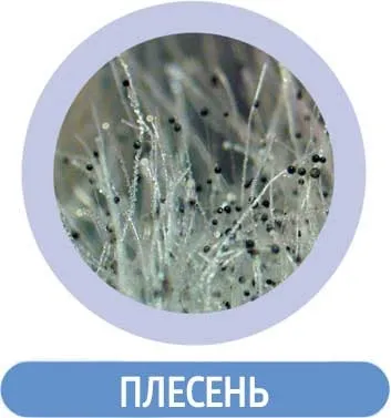 Симптоми і профілактика алергії новими препаратами - корпорація сибірське здоров'я (симптоми) Симптоми і профілактика алергії новими препаратами - корпорація сибірське здоров'я