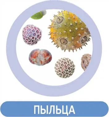 Симптоми і профілактика алергії новими препаратами - корпорація сибірське здоров'я (сибірське) Симптоми і профілактика алергії новими препаратами - корпорація сибірське здоров'я