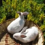Які щеплення роблять кроликам (роблять) Які щеплення роблять кроликам