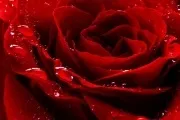 Якими бувають сніжинки 7 - різних видів - 31 грудня 2015 року, події, новини погоди (сніжинки) Якими бувають сніжинки 7 - різних видів - 31 грудня 2015 року, події, новини погоди