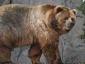 Які є породи ведмедів