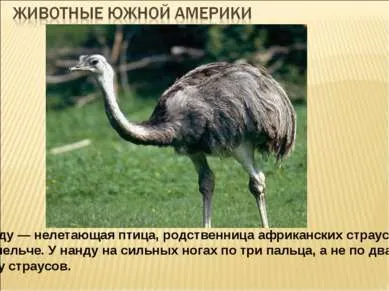 Які рослини і тварини живуть у південній америці (тварини) Які рослини і тварини живуть у південній америці