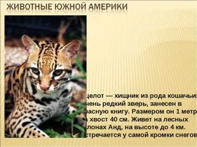 Які рослини і тварини живуть у південній америці (мешкають) Які рослини і тварини живуть у південній америці