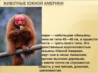 Які рослини і тварини живуть у південній америці (материк) Які рослини і тварини живуть у південній америці