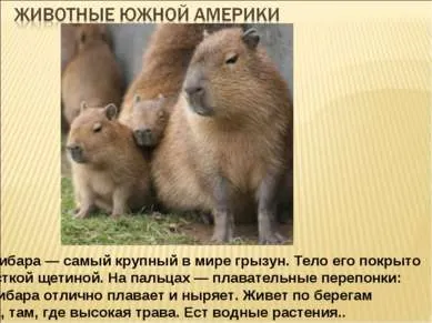 Які рослини і тварини живуть у південній америці (мешкають) Які рослини і тварини живуть у південній америці