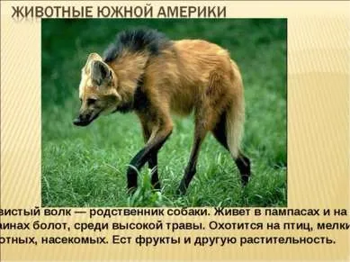 Які рослини і тварини живуть у південній америці (материк) Які рослини і тварини живуть у південній америці