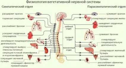 Які гормони регулюють рівень глюкози в крові (глюкози) Які гормони регулюють рівень глюкози в крові