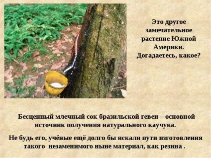 Які рослини і тварини живуть у південній америці (географія) Які рослини і тварини живуть у південній америці