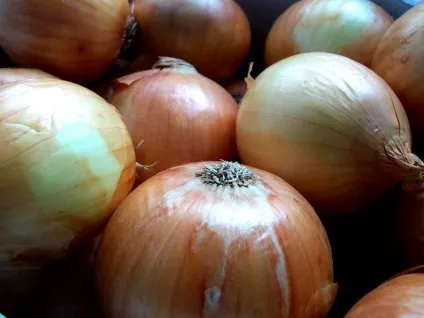 Як і коли садити цибулю