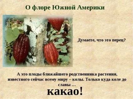 Які рослини і тварини живуть у південній америці (географія) Які рослини і тварини живуть у південній америці