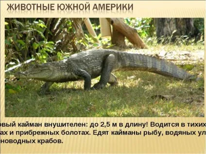 Які рослини і тварини живуть у південній америці (біологія) Які рослини і тварини живуть у південній америці