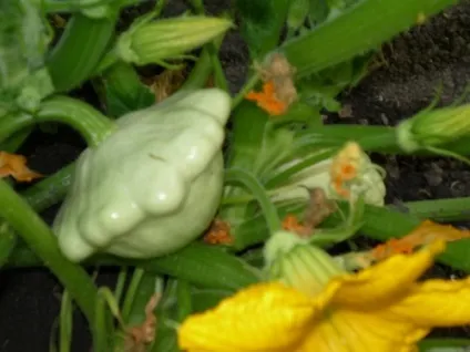 Як готувати патисони на зиму рецепти приготування (рецепти) Як готувати патисони на зиму рецепти приготування