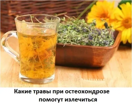 Які трави пити при остеохондрозі, сайт про методи лікування докторів Неумивакіна, Болотова, огулова (лікування настоянками) Які трави пити при остеохондрозі, сайт про методи лікування докторів Неумивакіна, Болотова, огулова
