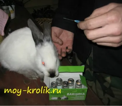 Які щеплення роблять кроликам (щеплення) Які щеплення роблять кроликам