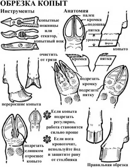 Як і коли обрізати копита у кіз (розвиток копитної гнилі) Як і коли обрізати копита у кіз