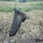 Як зловити крота рибальськими гачками (крота) Як зловити крота рибальськими гачками