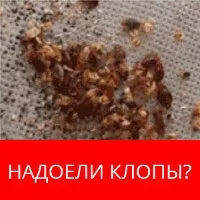 Як позбутися від мурашок і тлі на деревах засоби захисту і народні пастки (позбутися) Як позбутися від мурашок і тлі на деревах засоби захисту і народні пастки