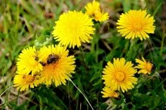 Як позбутися від сухої лупи лікування, шампуні, засоби (кошти) Як позбутися від сухої лупи лікування, шампуні, засоби