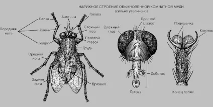 Як і навіщо розводять мух (пояснює Ігор Істомін) Як і навіщо розводять мух