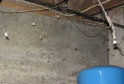 Як позбавиться від грибка в погребі слушні поради (грибка) Як позбавиться від грибка в погребі слушні поради