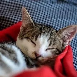 Як кішці самостійно змінювати пов'язку - все про котів і кішок з любов'ю (міняти) Як кішці самостійно змінювати пов'язку - все про котів і кішок з любов'ю