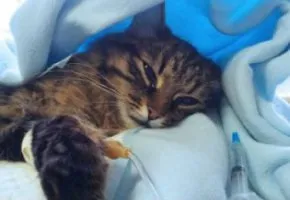 Як лікувати гастрит у кішки (гастрит у кішки) Як лікувати гастрит у кішки