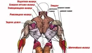 Як накачати спину в домашніх умовах тренування з гантелями і без, накачати найширші м'язи (як накачати спину будинку) Як накачати спину в домашніх умовах тренування з гантелями і без, накачати найширші м'язи
