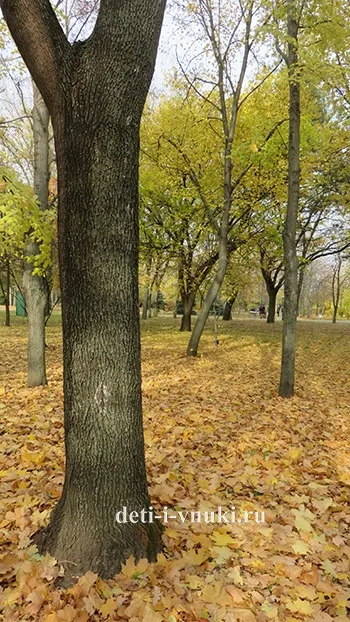 Як ми провели осінні канікули, діти і внуки (осінь) Як ми провели осінні канікули, діти і внуки
