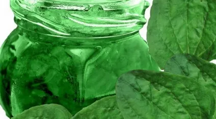 Як лікуватися соком подорожника при гастритах (гастриті підвищеною кислотністю) Як лікуватися соком подорожника при гастритах