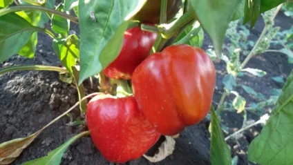 Як можна прогодуватися з городу