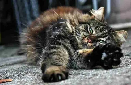 Як коти висловлюють свою любов