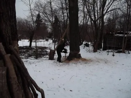 Як ми спиляли дерево