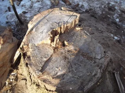 Як ми спиляли дерево
