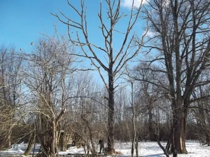 Як ми спиляли дерево