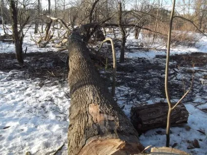 Як ми спиляли дерево
