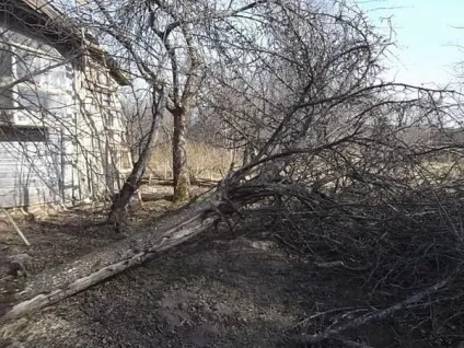 Як ми спиляли дерево