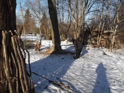 Як ми спиляли дерево