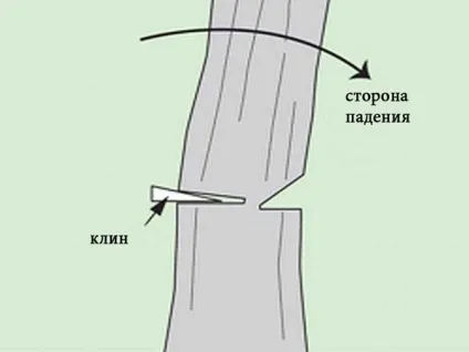 Як ми спиляли дерево
