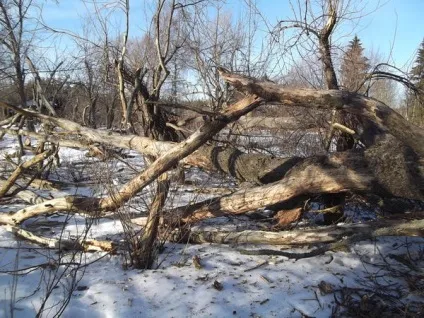 Як ми спиляли дерево