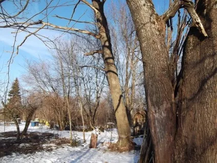 Як ми спиляли дерево