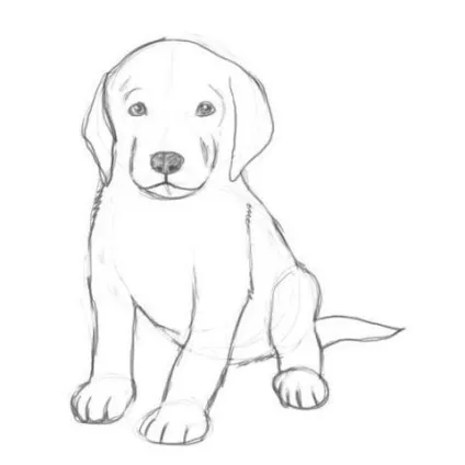Як намалювати собаку маленької породи олівцем поетапно (малювання) Як намалювати собаку маленької породи олівцем поетапно