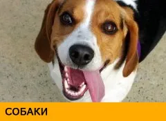 Як навчити собаку плавати (плавати) Як навчити собаку плавати