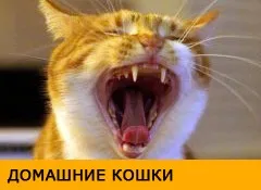 Як навчити собаку плавати (навчити собаку плавати) Як навчити собаку плавати