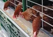 Як організувати прокат автомобілів, бізнес-план (автомобілів) Як організувати прокат автомобілів, бізнес-план