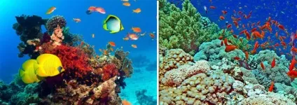 Яке море саме солоне у світі