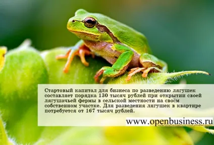 Як відкрити бізнес з розведення жаб (якою можна зіткнутися) Як відкрити бізнес з розведення жаб