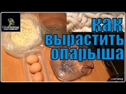 Як очистити опариша перед риболовлею (секрети приготування опариша для вдалої риболовлі) Як очистити опариша перед риболовлею