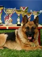 Як відучити собаку гризти взуття (взуття) Як відучити собаку гризти взуття