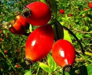 Як пересадити шипшина (шипшина) Як пересадити шипшина