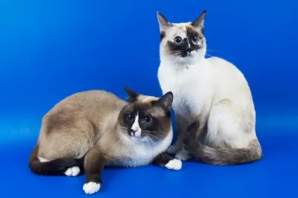 Який породи grumpy cat милашка сноу шу - домашні тварини (сноу) Який породи grumpy cat милашка сноу шу - домашні тварини